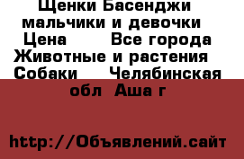 Щенки Басенджи ,мальчики и девочки › Цена ­ 1 - Все города Животные и растения » Собаки   . Челябинская обл.,Аша г.